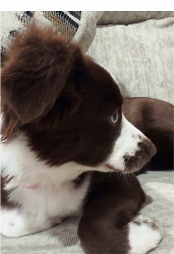 just a little obsessed 🥲#aussie #puppytiktok #puppy #dog #love