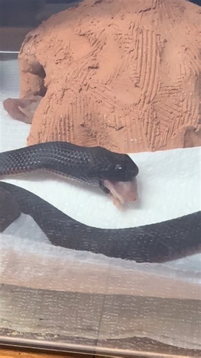 Shane Danger Coleman | lol… Rebecca eats the ass first just like her dad 😅. On the plus side… she’s smashing two mice at a time! She’ll be huge in no time 😍 | Instagram