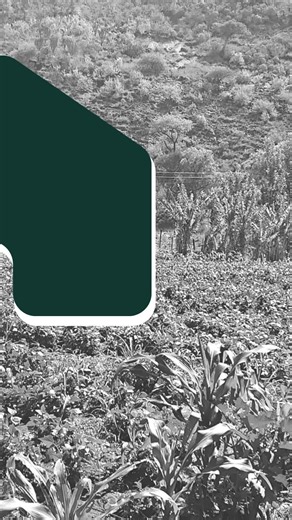 🐄🌱 Livestock Upgrade at Zeus Zero Graze Farm 🌱🐄 At Zeus Zero Graze Farm, part of our commitment to sustainable farming and community impact, we are upgrading our livestock to ensure healthier animals and a stronger, more productive herd. Some of our cows have been with us since 2021, and this next step helps us continue building a more sustainable farm for the future. Learn more about the initiative: https://www.zeuspackaging.com/uk/zerograze-farm/ #ZeusZeroGrazeFarm #LivestockCare #Sustaina