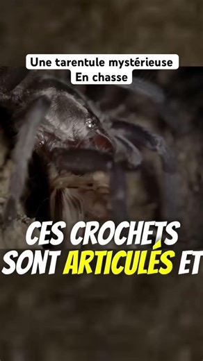 Une tarentule mystérieuse #shorts
