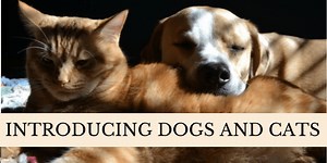 Introducing Dogs and Cats - Cat Behavior Associates