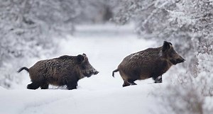 Winter Hog Hunting Tips and Tricks