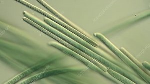 Oscillatoria alga movement - Stock Video Clip - K004/3192