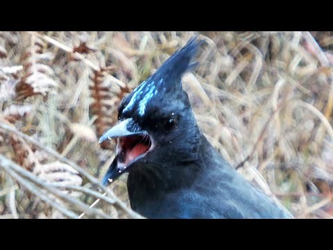 The Sound of Steller’s Jay