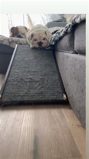 Happy Throwback Love Cream ❤️#bulldog #dog | blu cheeze englishbulldog