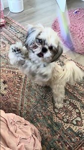 Gizmo allowed adjustments. Results improved. 🐾