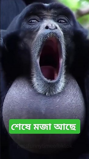 different monkeys sound#wildlife #animals #monkey # shorts