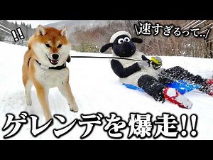 Koma-chan the Shiba Inu was running wild at his first ski resort, and he was faster than I expect...