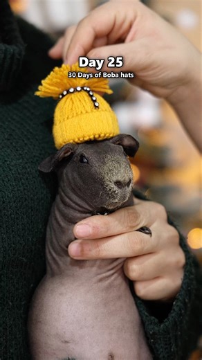 Boba and her balloon 🎈 belly 🥰 Day 25 of 30 Days Holiday Hats