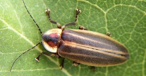 Indiana could soon have an official state insect