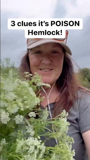3 clues it’s POISON Hemlock 🍃😱☠️(Conium maculatum) #survival #gardening #forage #prepper