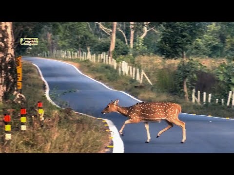 Deer running & jumping while crossing Road. Spotted deer - Axis deer.