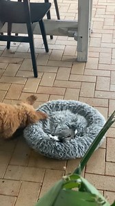 BIRD PLAYS just like a DOG | Magpie joins in the playtime with two GIANT GOLDENDOODLE PUPPIES | Mags and Mimi