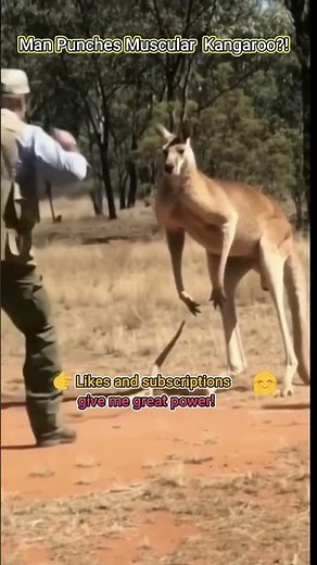 Man Punches Muscular Kangaroo?! 🤯(Real Story/Action)