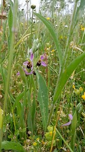 4.6K views · 11 reactions | ‘The meadow, like the garden, is 24 years...