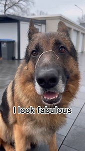 A week with my German Shepherd | Strider The German Shepherd