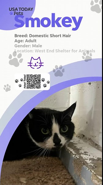 Adoptable dogs and cats ready to find loving homes today