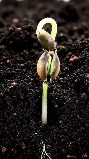 Highly realistic timelapse 2025