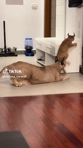Mufasa pe TikTok