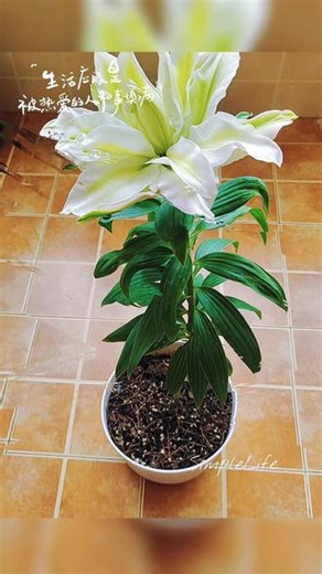 记录第一次养百合花开时刻