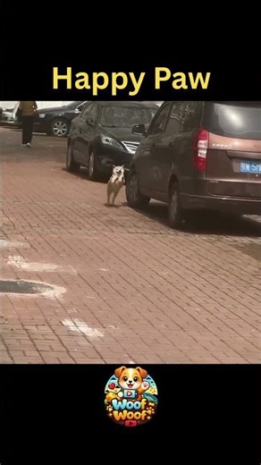 he Happiest Dog Walk You’ll Ever See 🐶😂 #shorts