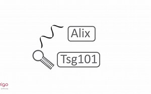 【arigo 视频】外泌体的传说 (exosome)