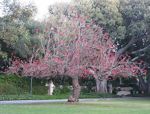 Erythrina coralloides - Alchetron, The Free Social Encyclopedia
