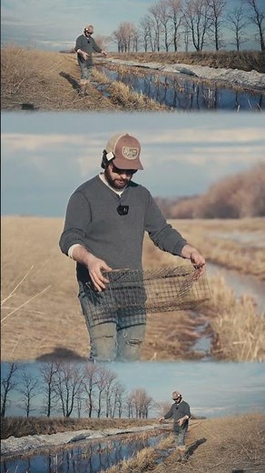 Muskrat Trapping - Funnel Trap Set #trapping