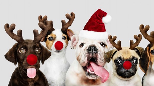 The 200  Best Christmas Dog Names