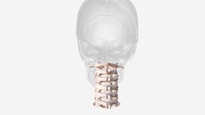 Cervical Spine Neck Region Consists Seven Bones Vertebrae Which Separated
