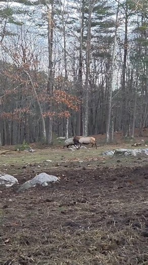 I normally let their antlers fall off naturally, but having two full grown elk bulls in hard tine on our small farm at the same time is untenable. I sawed their antlers off, but they still had to "work it out" the hard way. This was the day before yesterday. They've got themselves sorted out now; UT is giving a really wide berth to BT now. I guess that tells me who won!! #ohrutfun #elkbulls #goingatit #workingitout #elkfarm #lightningtfarms | Lightning T Farms LLC
