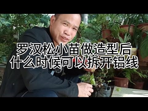 When can the aluminum wires be removed after shaping a Podocarpus sapling? #PodocarpusShaping