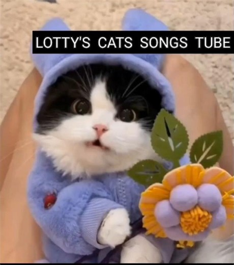 Babycat Smudge is singing: If you need me I'll be there, I swear.