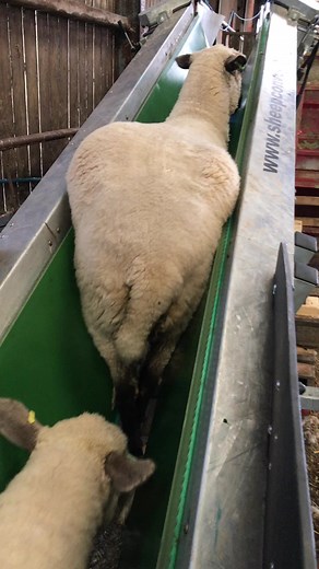 Teddy bear sheep having their yearly bath 🤣. #farming #agriculture #farmer #sheep #dipping #livestock #summer #bathtime