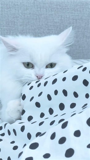 Why Does Your Cat Bite Your Hand? 🐱😳 | It’s Not Always Aggression