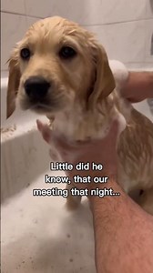 How a dog and cheetah became bestfriends!😭❤️ #wholesome #animals