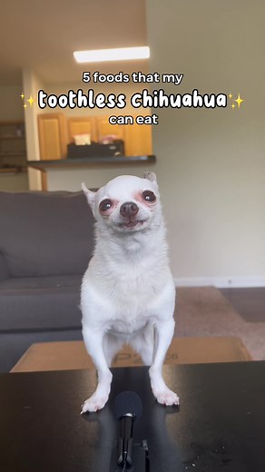 ASMR w/ Madi ✨toothless edition✨ #madithechihuahua #asmr #asmrfood #asmrfood