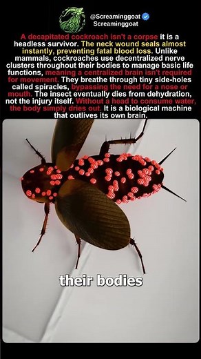 Why a Decapitated Cockroach is Still ALIVE (Headless Survivor) 🪳