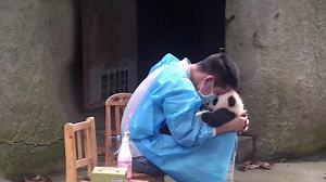 So this is the fun of raising pandas? When will I get this lucky? #ChengduPandaBase #PandaFun #HiPanda #BestJobInTheWorld For more panda information, please check out: https://en.ipanda.com | iPanda