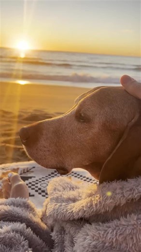 Dogs make sunrises infinitely better 🌅🐶❤️ | Brad Lewis - Breathe, Move, Connect