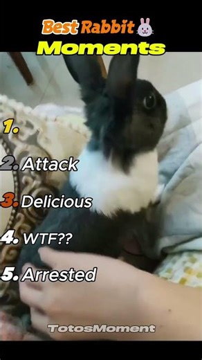 Funny Bunny Moments – Cutest Rabbit Fails & Fun