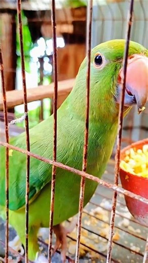 Parrot Calling #parrotcalling #parrotsound #parrot #funny