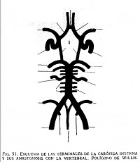 Polígono de Willis (1)