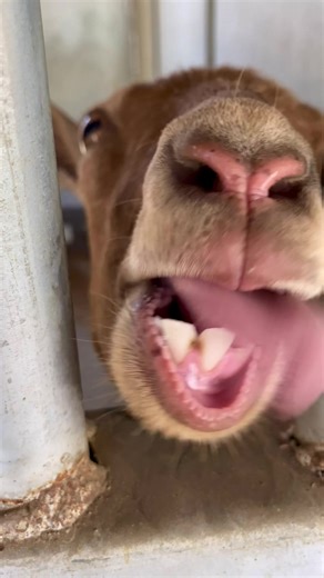 Funny Goats Kissing and Making Mischief on the Farm