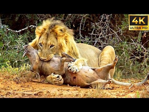 Apex Predators in the Wild | Stunning 4K Nature Documentary