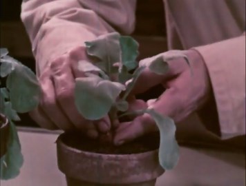 Encyclopaedia Britannica Films: Botany - Plant Parts, Roots, Stems & Leaves