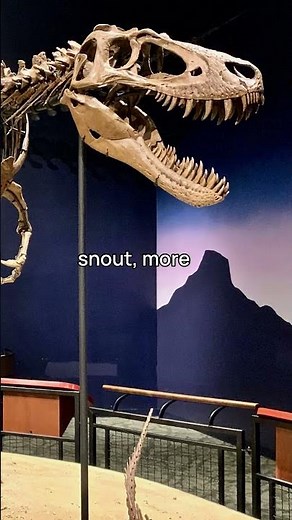 🦖 Skull‑Clues: Nanotyrannus vs T. rex #paleontology #shorts