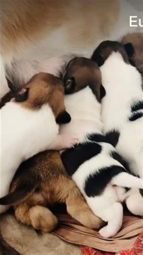 This image features a litter of newborn Jack Russell Terrier puppies resting and feeding#shortvideo