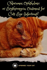 Chloramex Ophthalmic Ointment for Cats Eye Infections or Erythromycin?