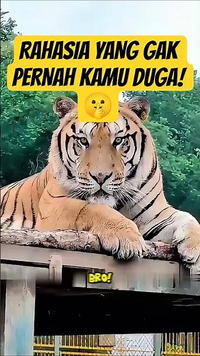 The Tiger's Secret to Harmony: Even a Big Male Knows His Own Thing!
